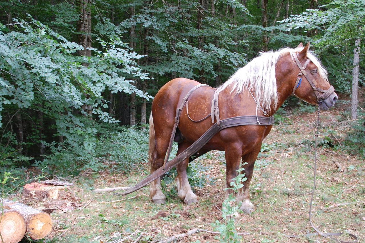 Rifugio Casello Margherita カミリアテッロ・シラーノ エクステリア 写真