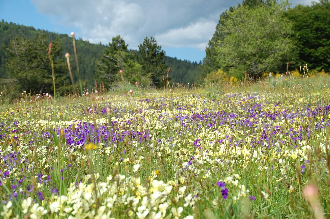 Rifugio Casello Margherita カミリアテッロ・シラーノ エクステリア 写真